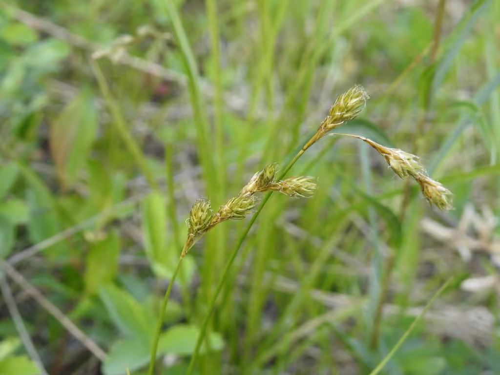 Carex fourrager, En fruits
