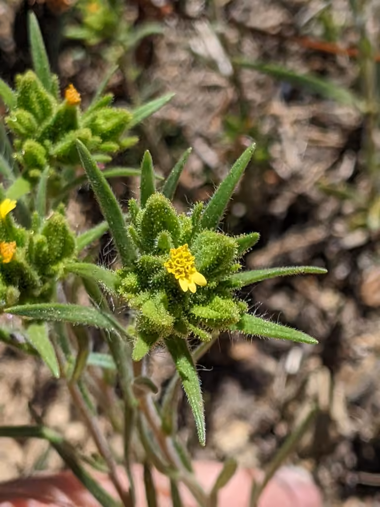 Mountain tarweed, In flower