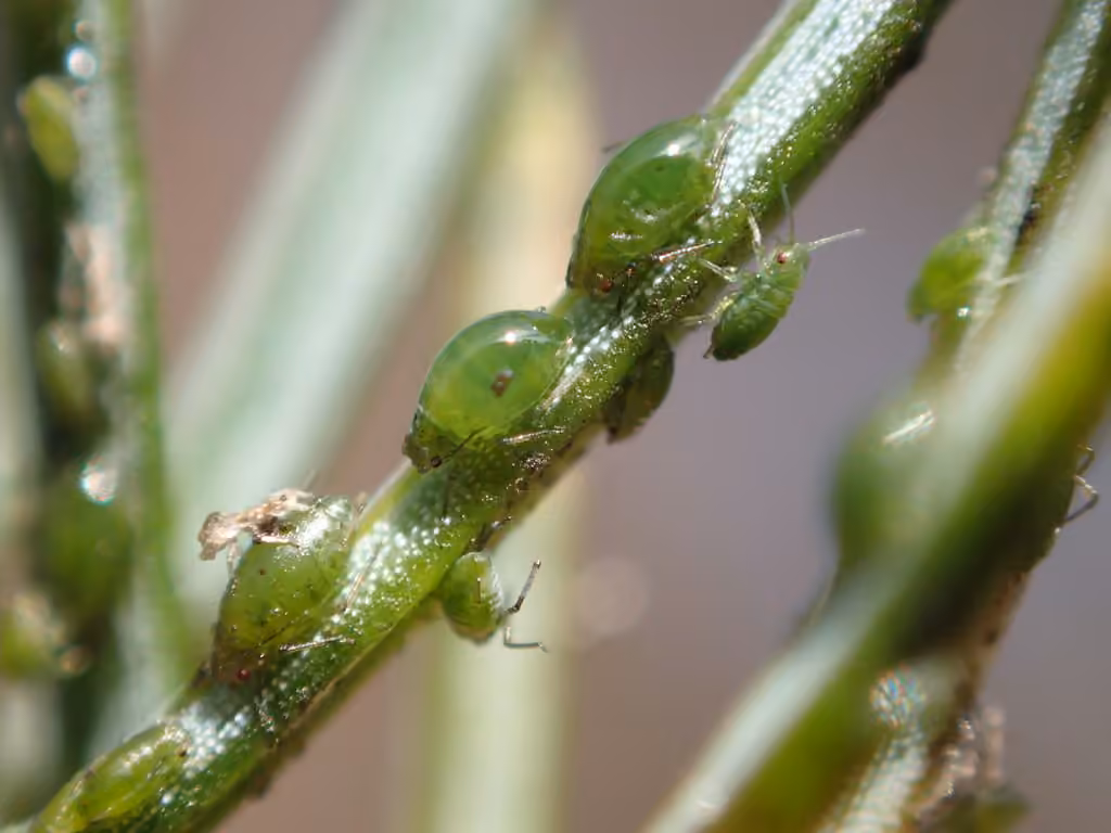 Green Spruce Aphid, photo 1 of 4
