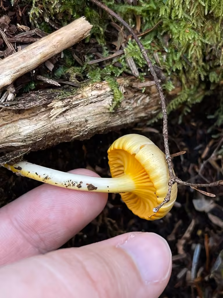Hygrophore luisant, photo 3 sur 5