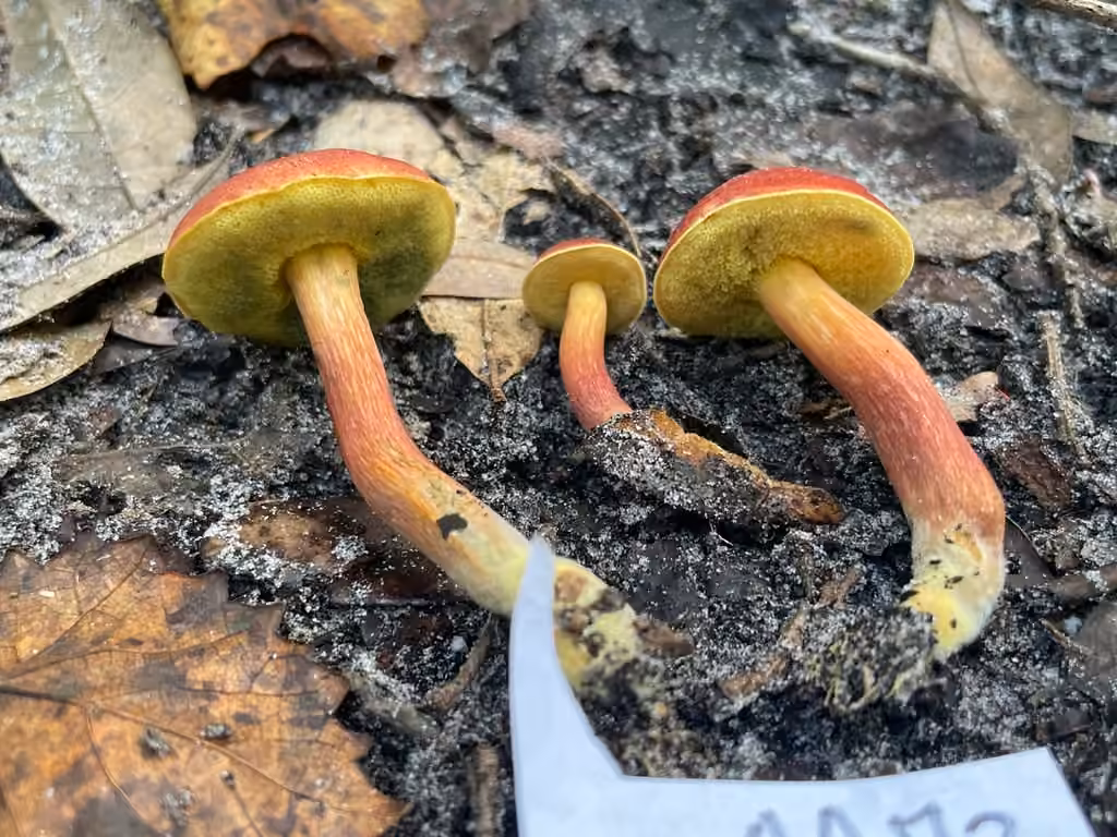 Hortiboletus flavorubellus