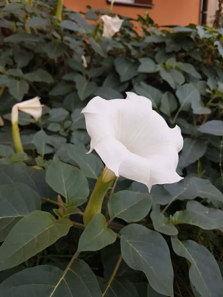 Angel's trumpet, photo 1 of 5