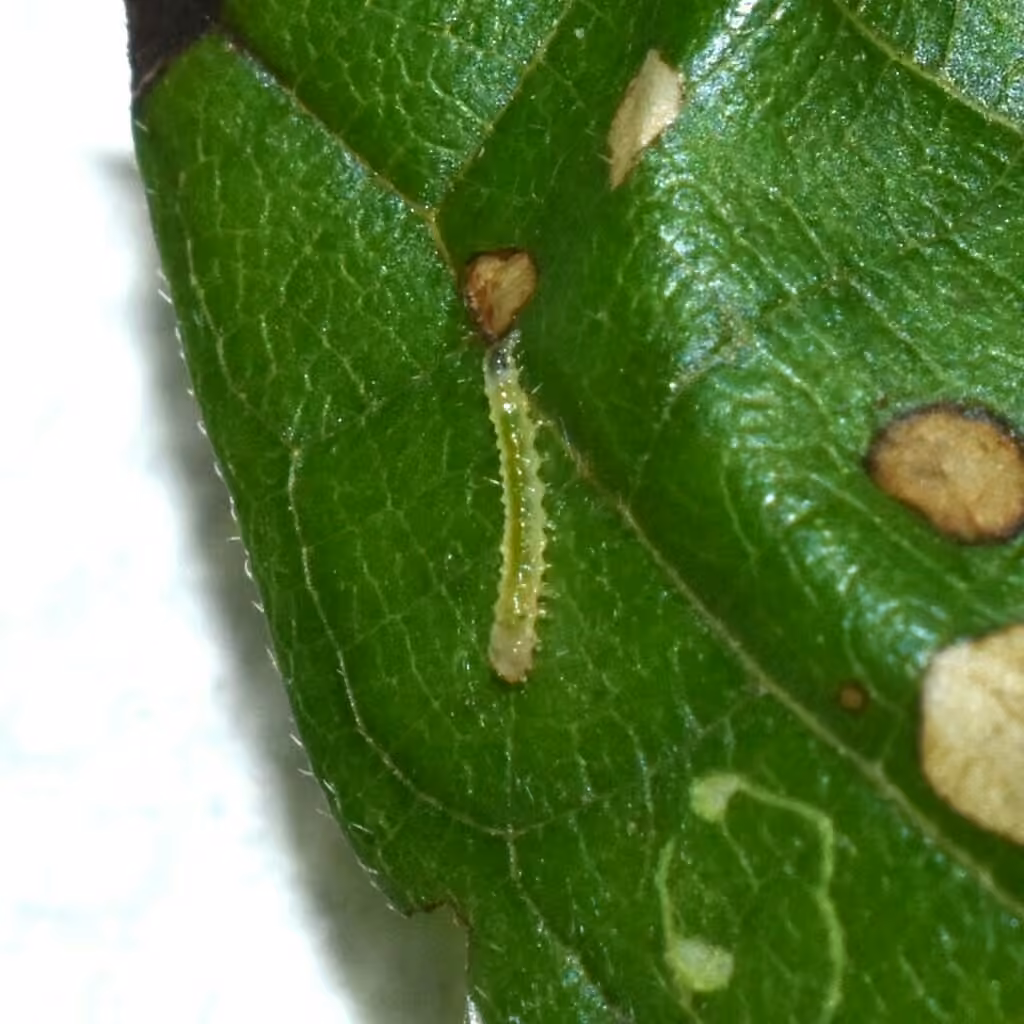 Acleris negundana, Caterpillar
