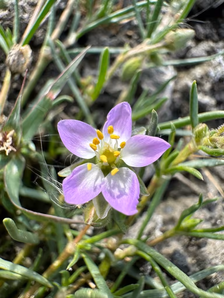 Greater sea-spurrey, photo 1 of 5
