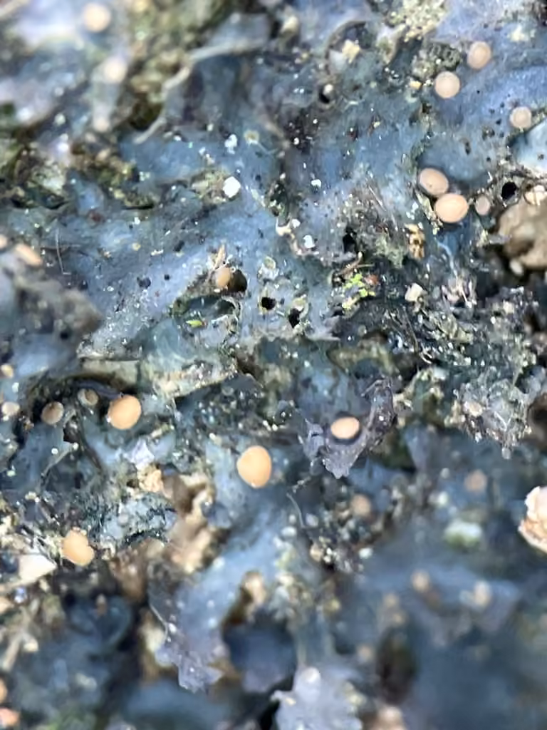 Flooded Jellyskin Lichen, photo 3 of 5