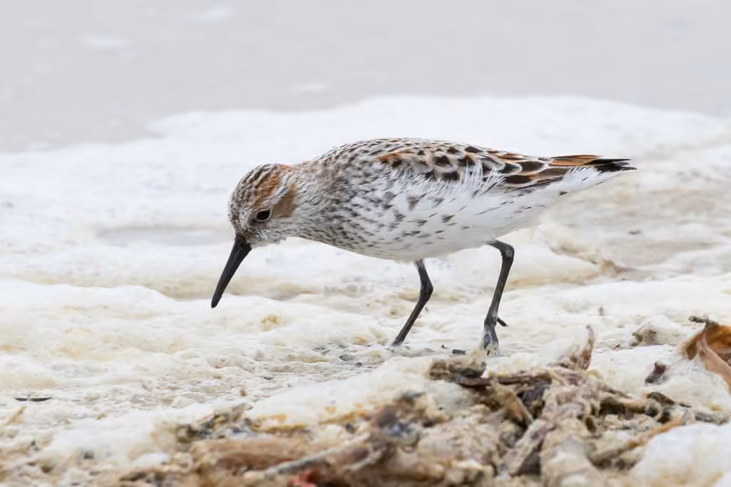 Bécasseau d'Alaska, Adulte