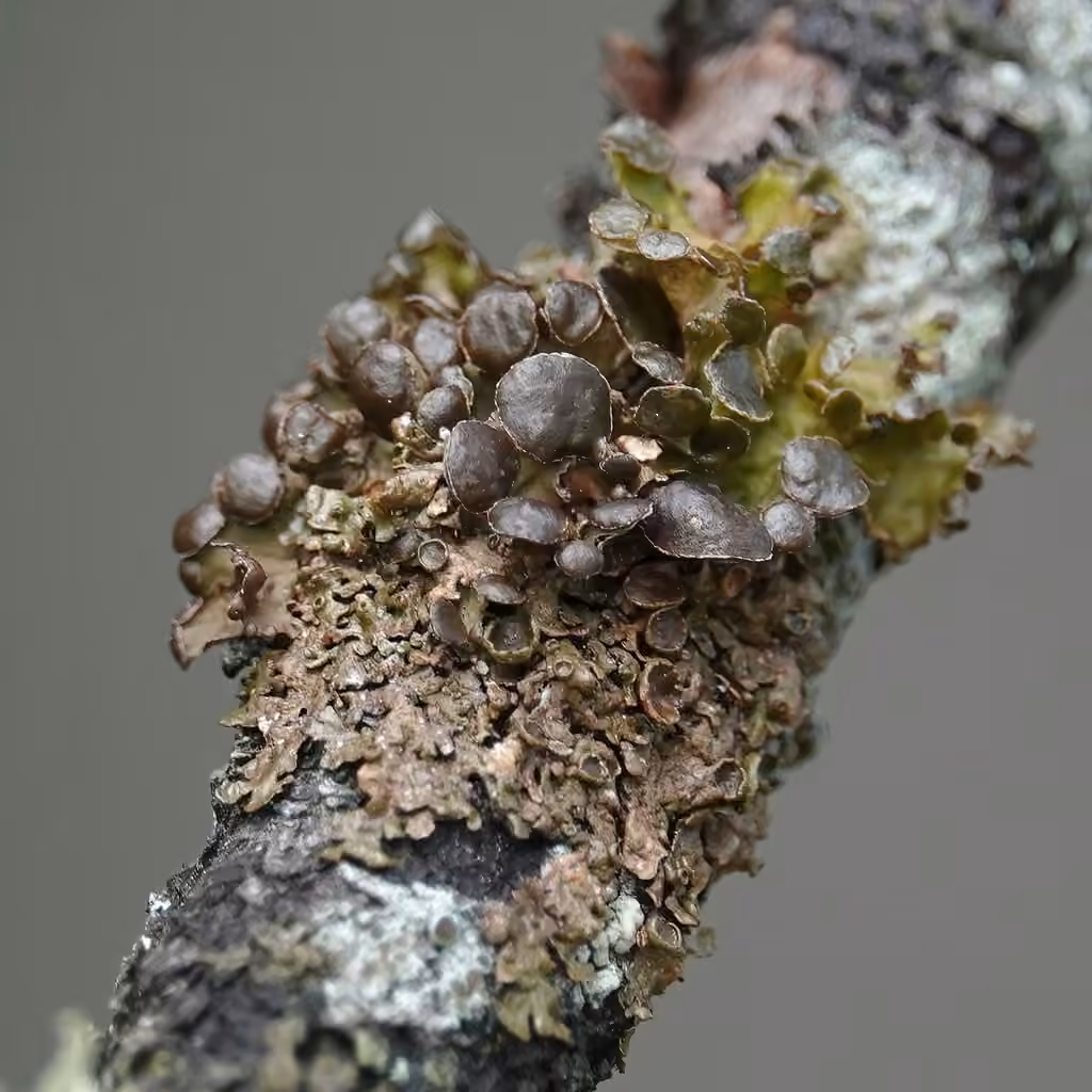 Chestnut wrinkle-lichen