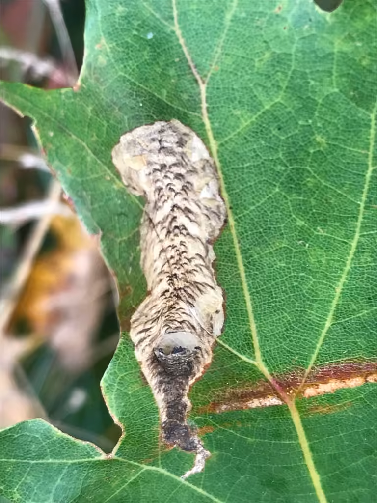 Chestnut Blotchminer Moth, Mine