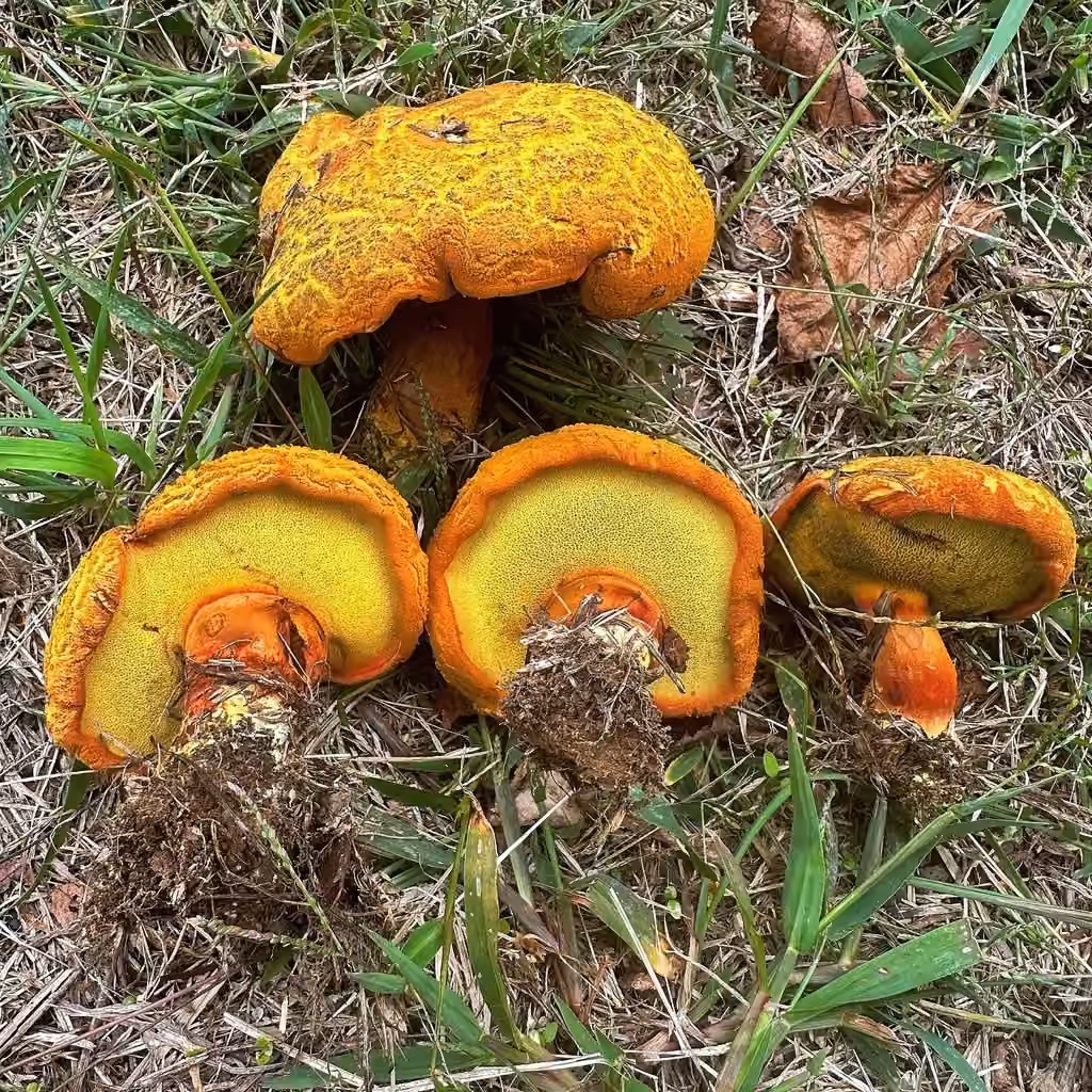 Wood Bolete, photo 1 of 5