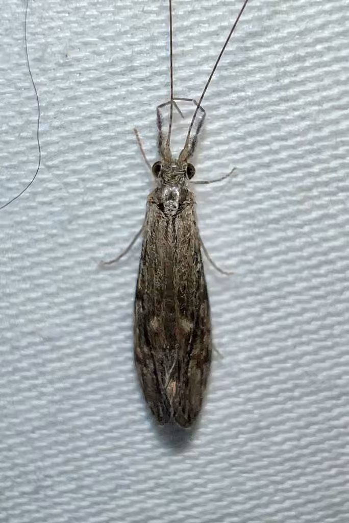 Leptocère cendré, photo 2 sur 5
