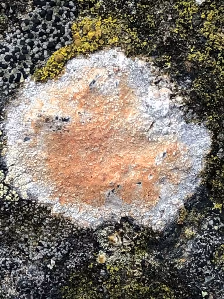 Rockloving lecidea lichen, photo 2 of 5