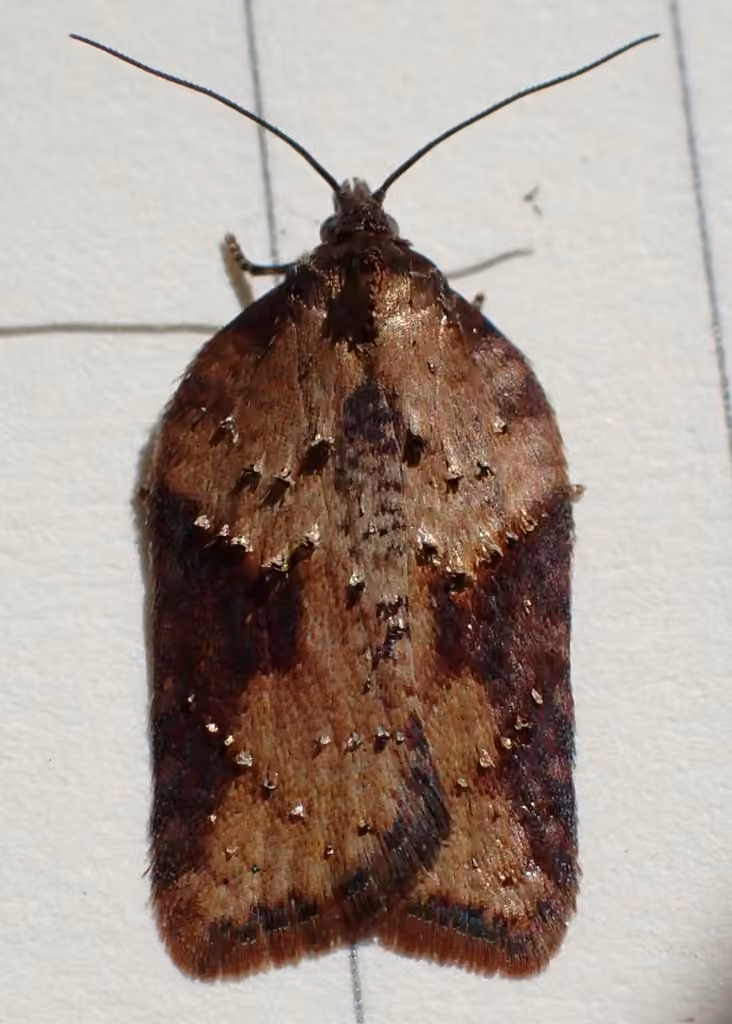 Viburnum Acleris Moth, Chenille