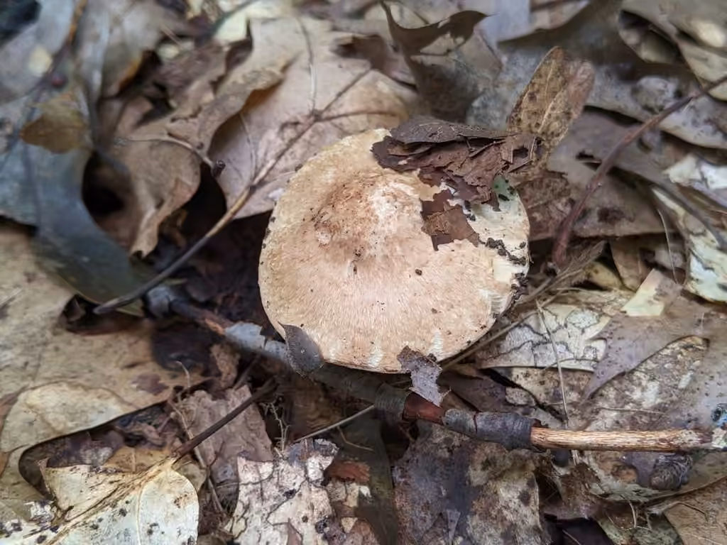 Inocybe dulciolens, photo 3 of 5