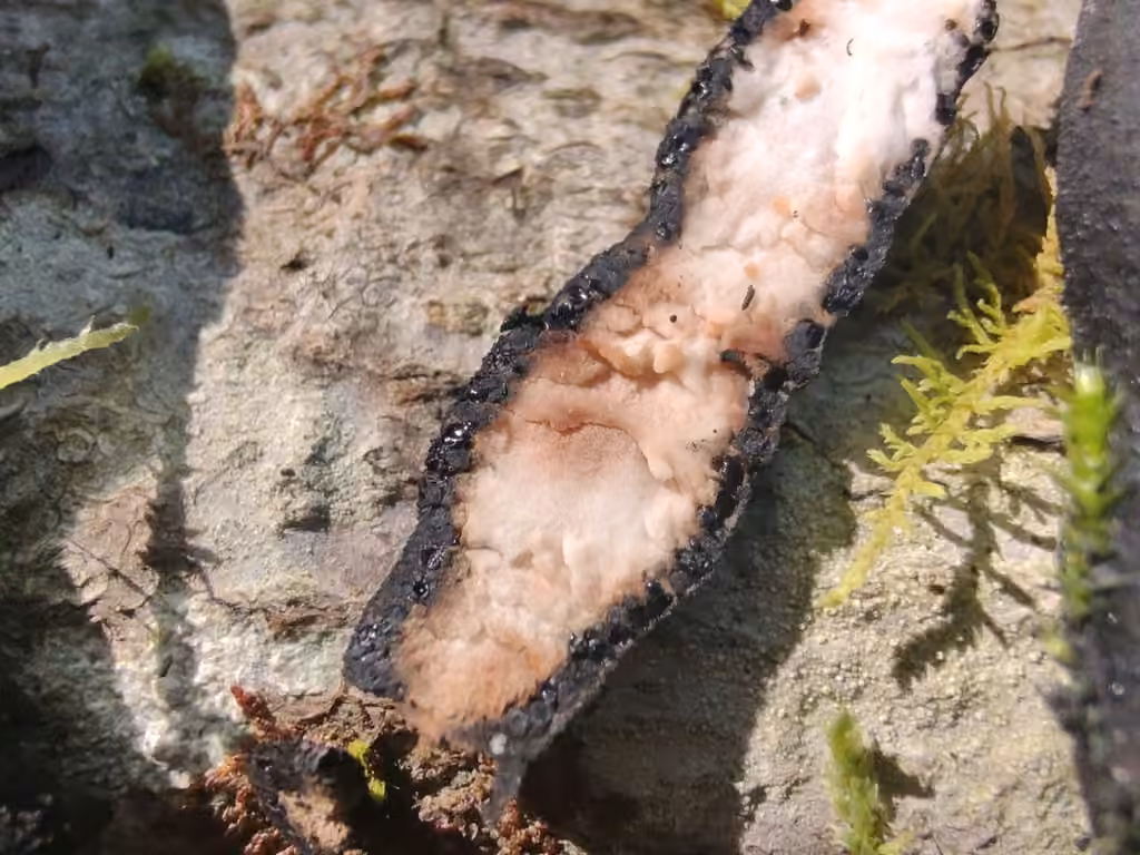 Xylaria ellisii, photo 3 of 5