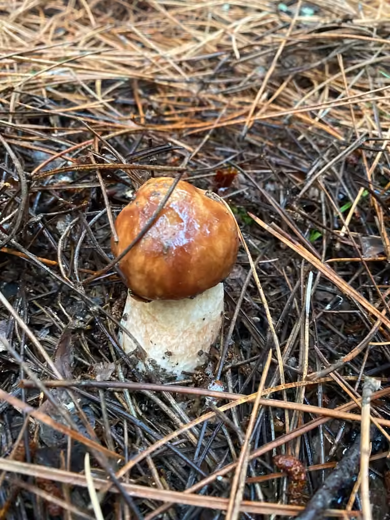 Almost bluing king bolete, photo 3 of 5