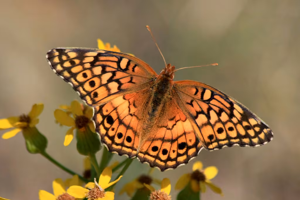 Variegated Fritillary, photo 1 of 5