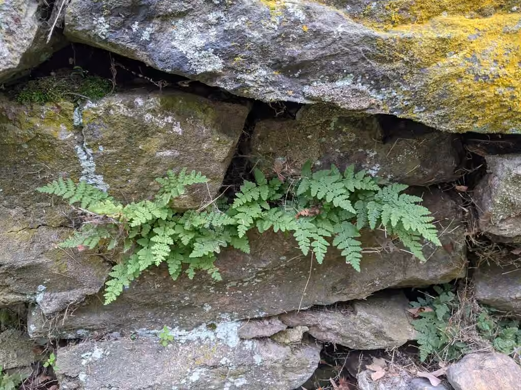 Blunt-lobed cliff fern, photo 3 of 5