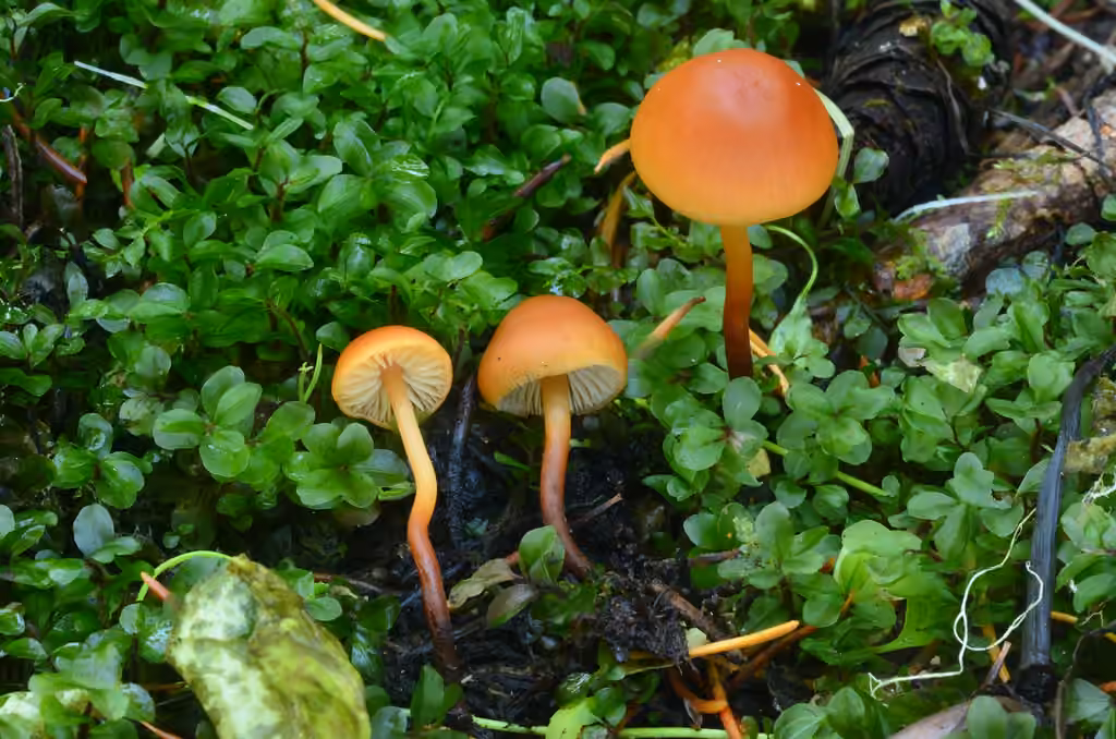 Mythicomyces corneipes