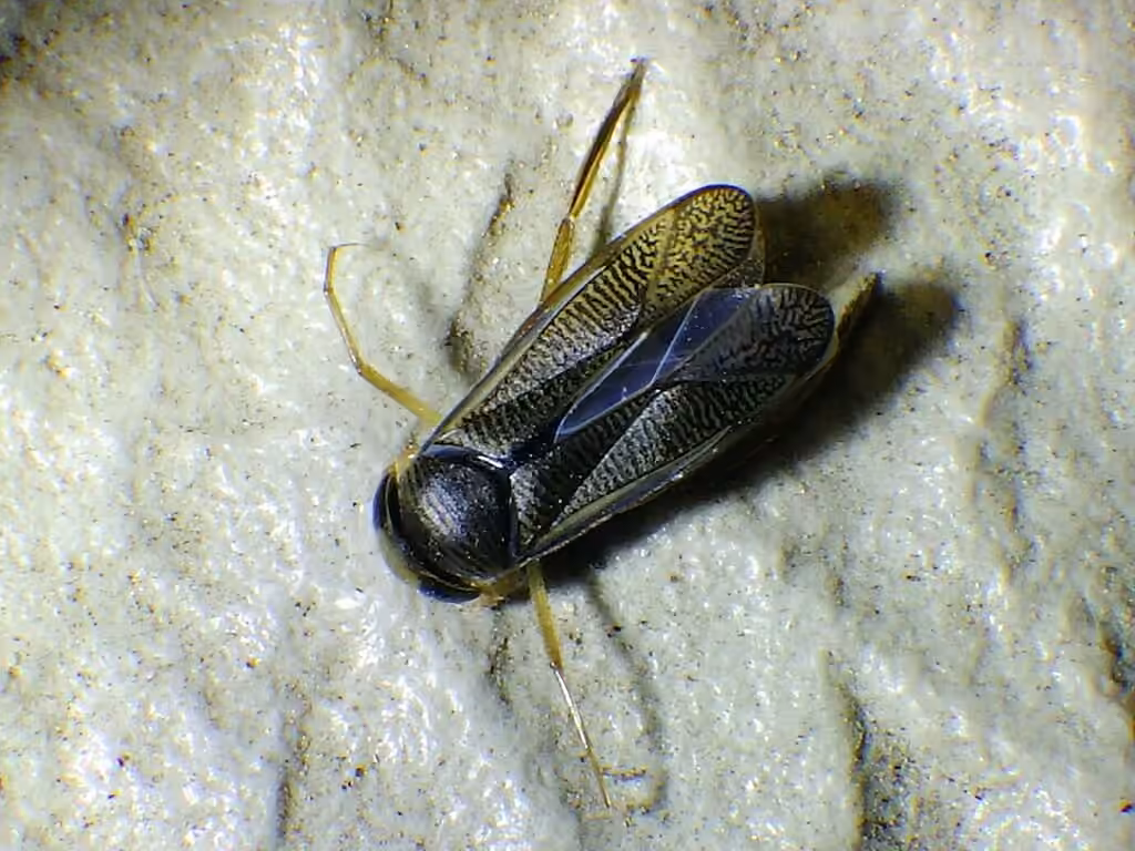 Auden's Waterboatman, Male