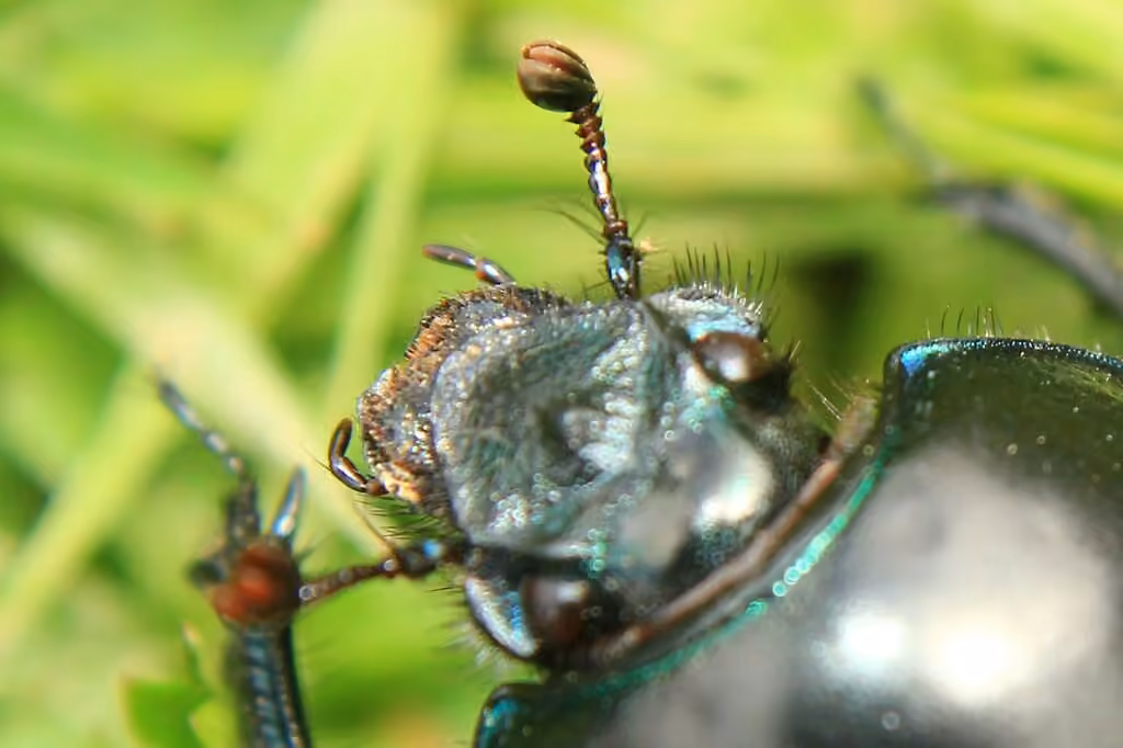 Common Dor Beetle, photo 3 of 5