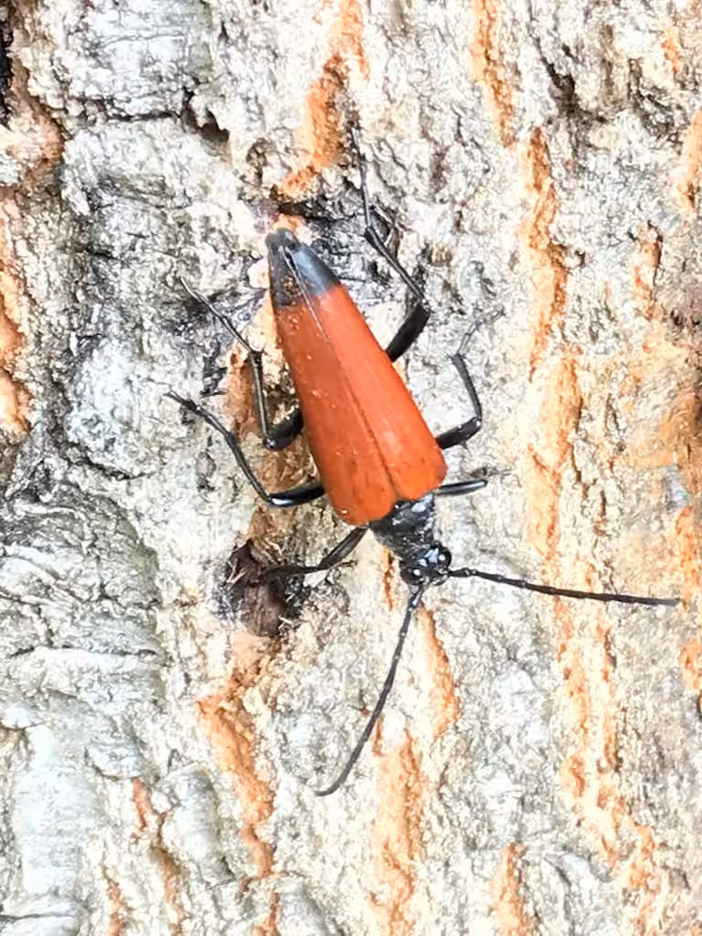 Black-tipped Long-horned Beetle, photo 2 of 5