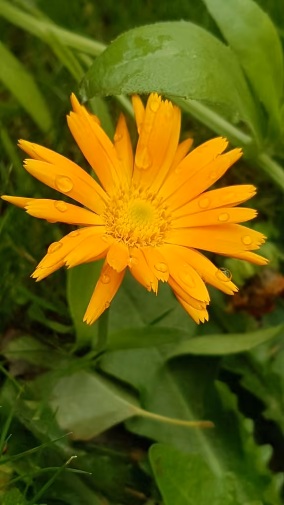 Souci des jardins, En fleurs