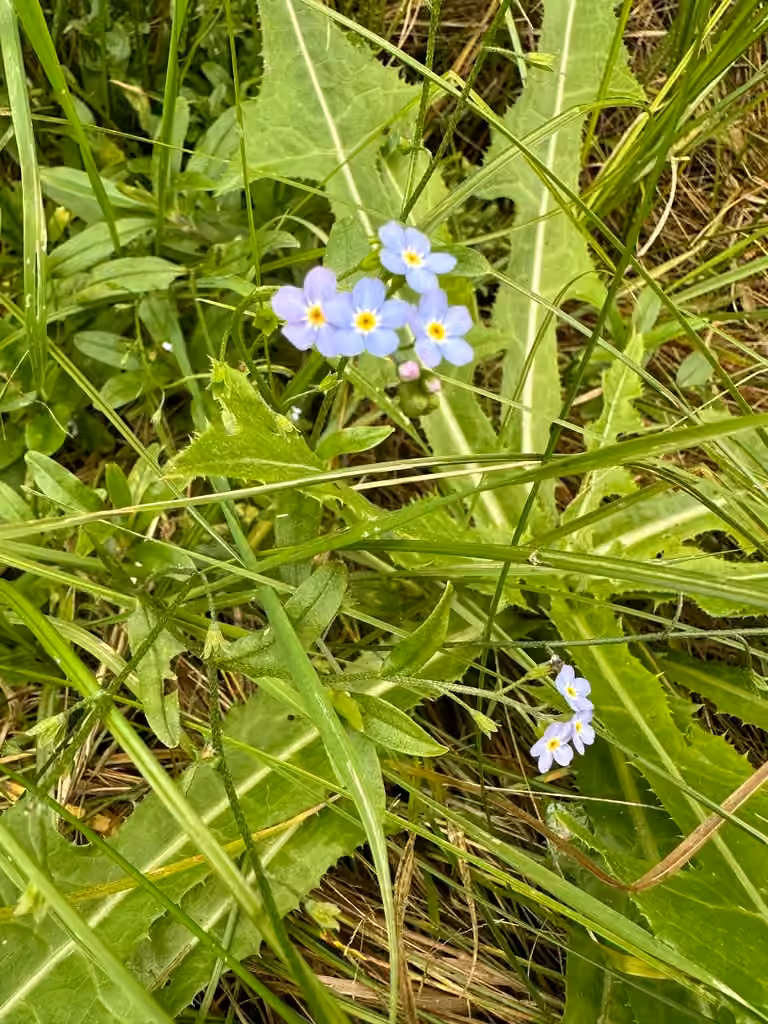 True forget-me-not, In fruit