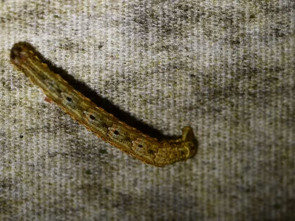 Phalène à bande pointue, Chenille