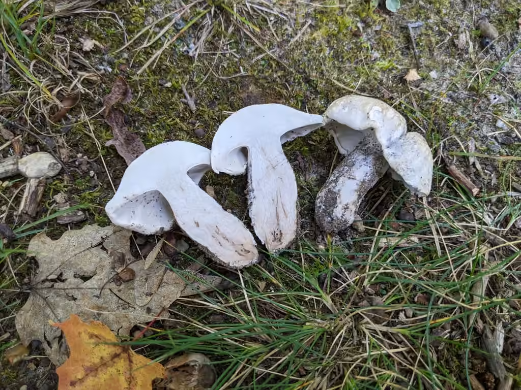 Grey Falsebolete, photo 2 sur 5