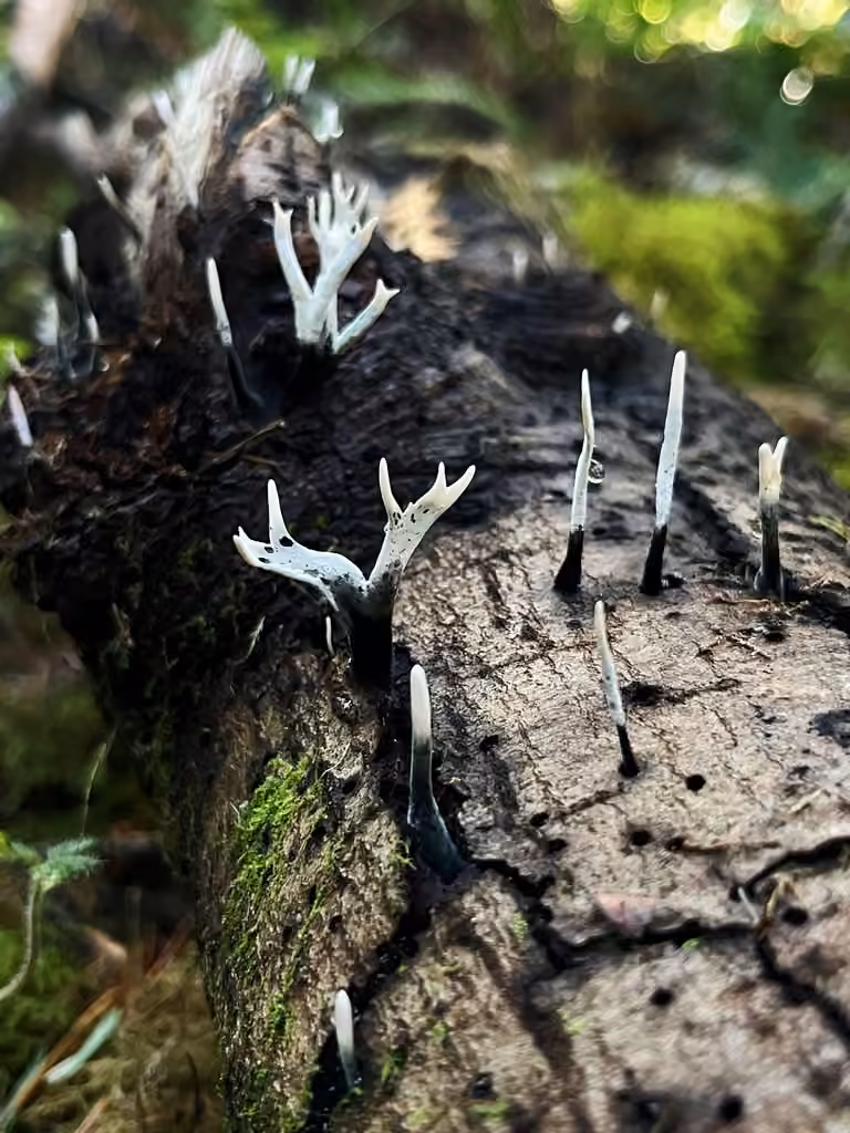 Candlesnuff fungus, photo 2 of 5