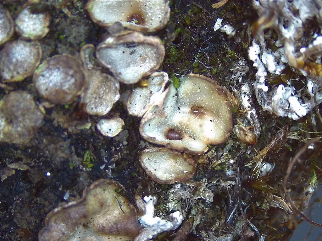 Solorine bispore, photo 3 sur 5