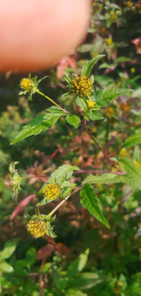 Bident vulgaire, En fruits