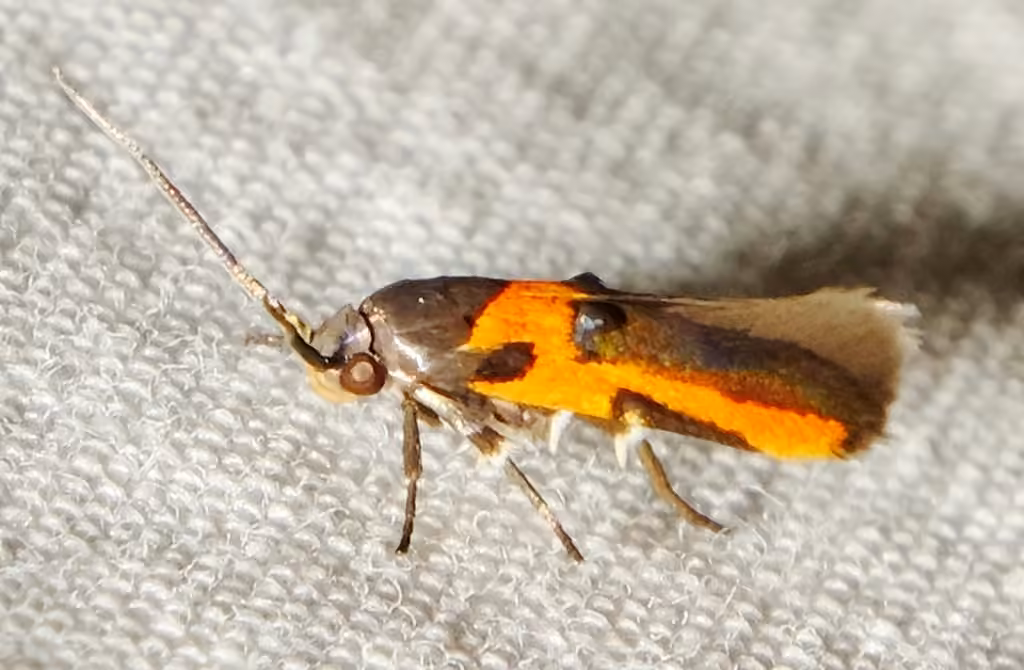 Kermes Scale Moth, photo 2 of 5