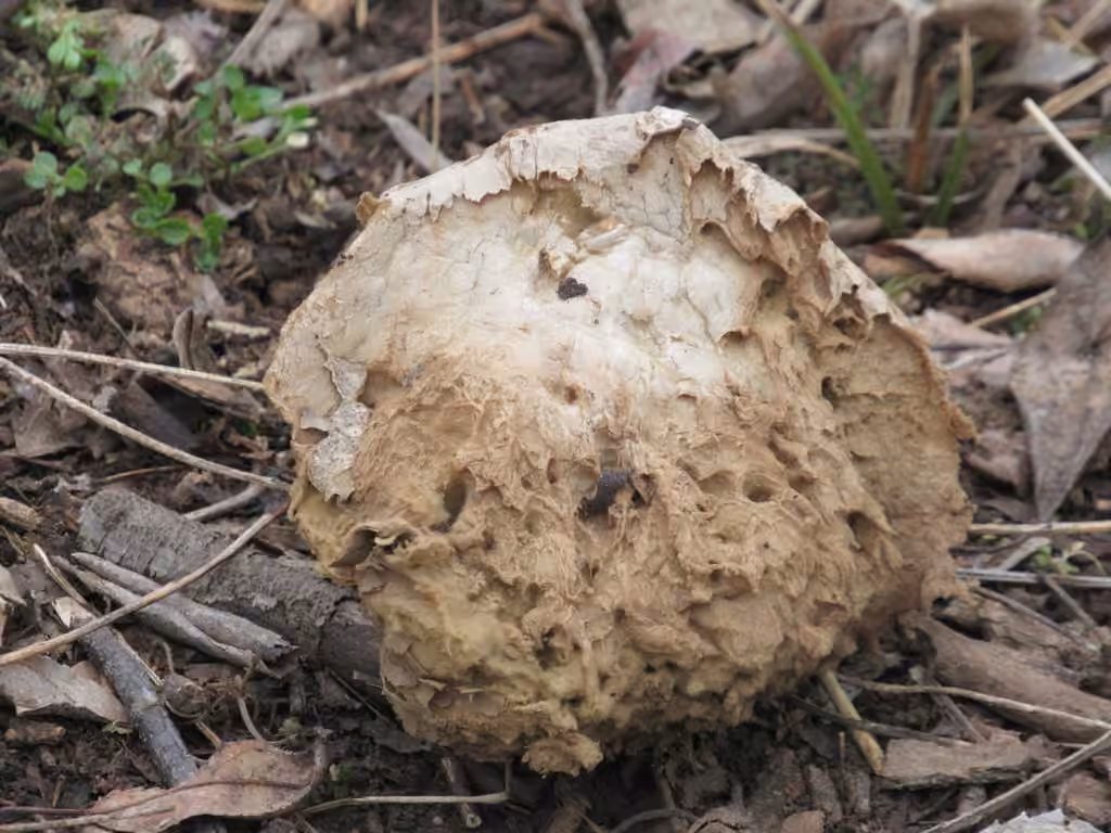 Brain puffball, photo 3 of 5