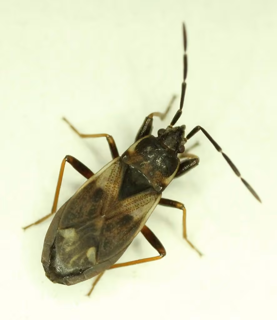 Eremocoris borealis, photo 2 of 5