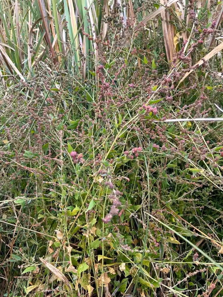 Saline saltbush, In fruit