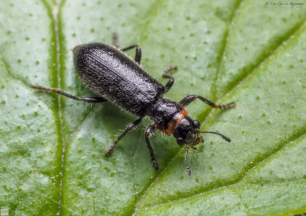 Black and Red Checkered Beetle, photo 3 of 5