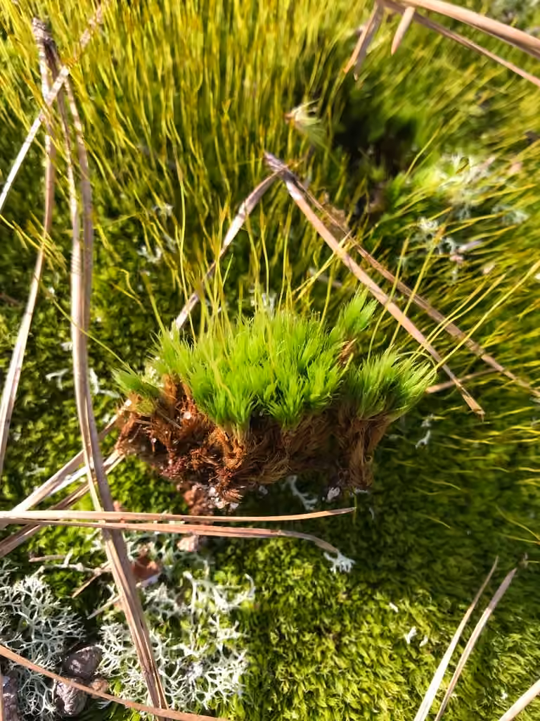 Condensed dicranum moss, photo 1 of 5