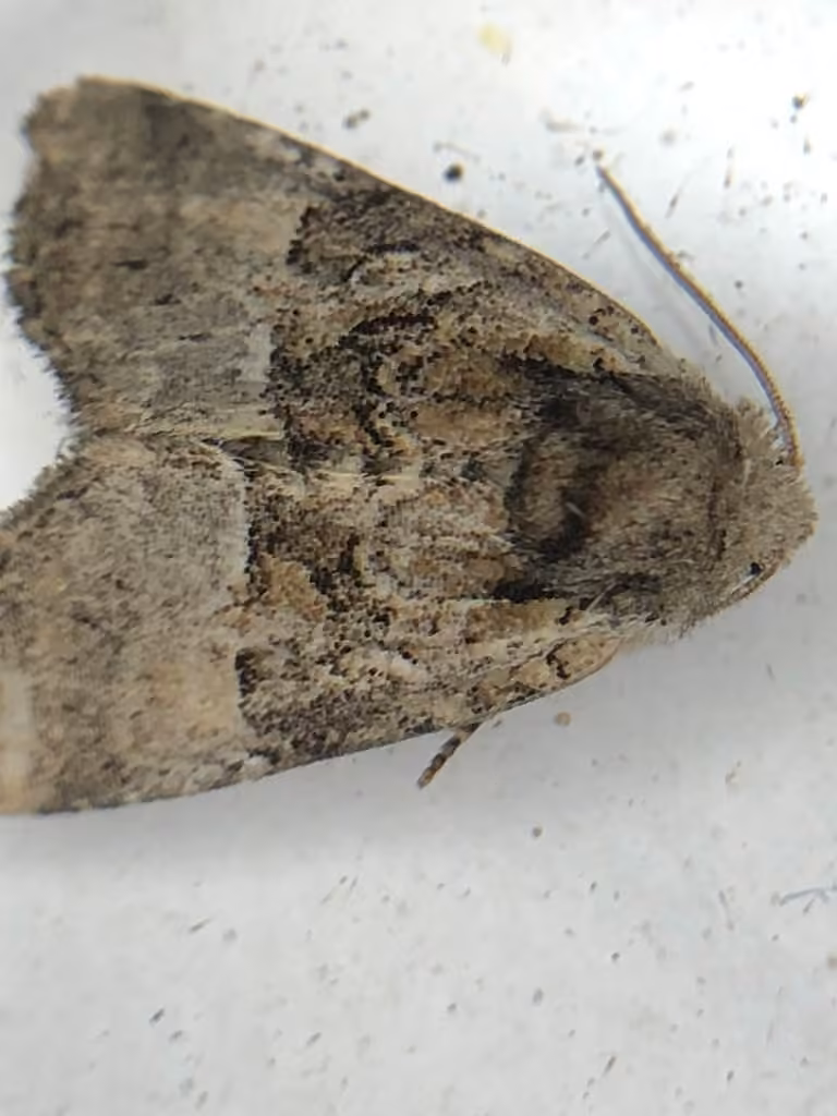 Multicolored Sedgeminer Moth, Adult