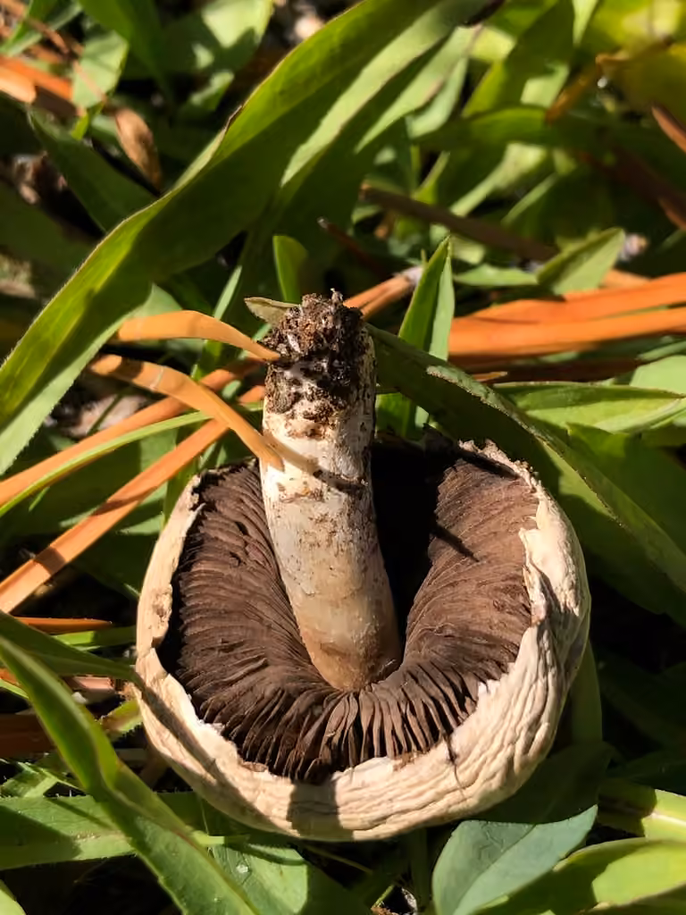 Agaric pourpré, photo 2 of 5