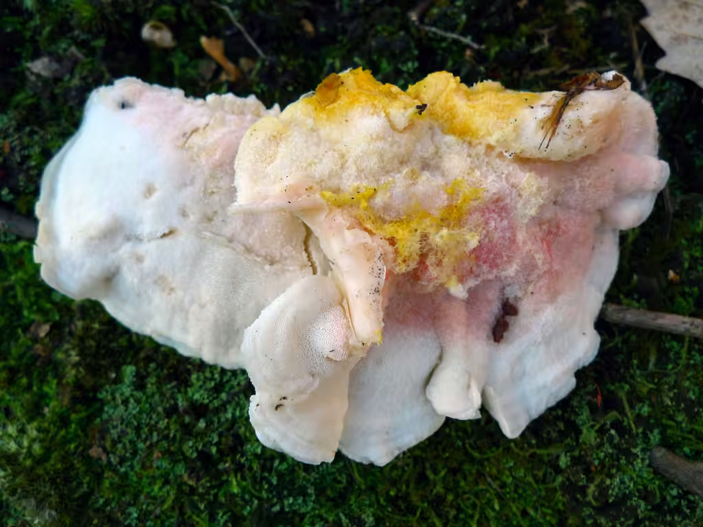 Polypore blanc de neige, photo 3 sur 5