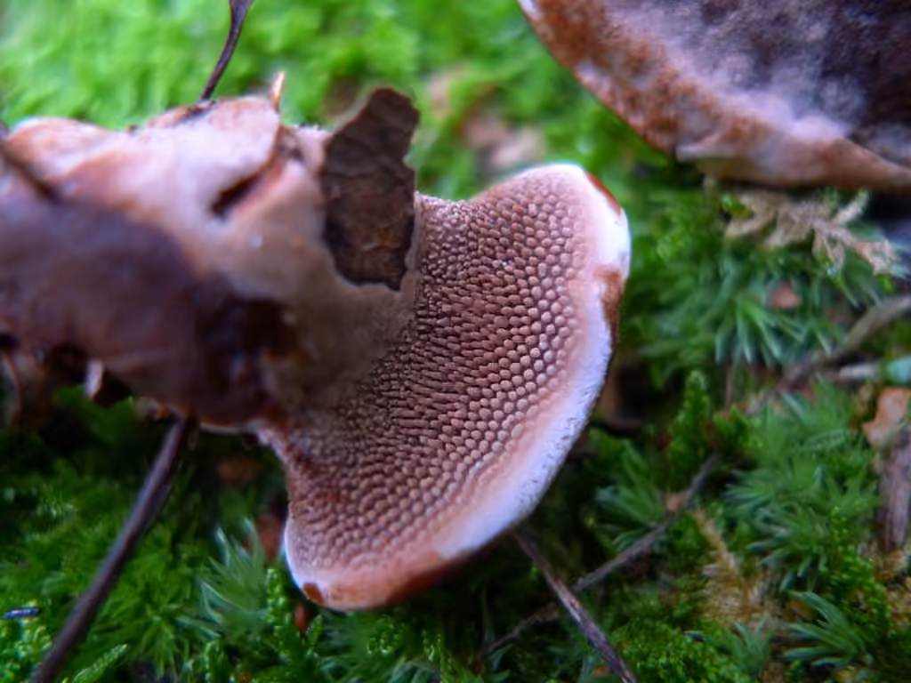 Velvet Tooth, photo 1 of 5