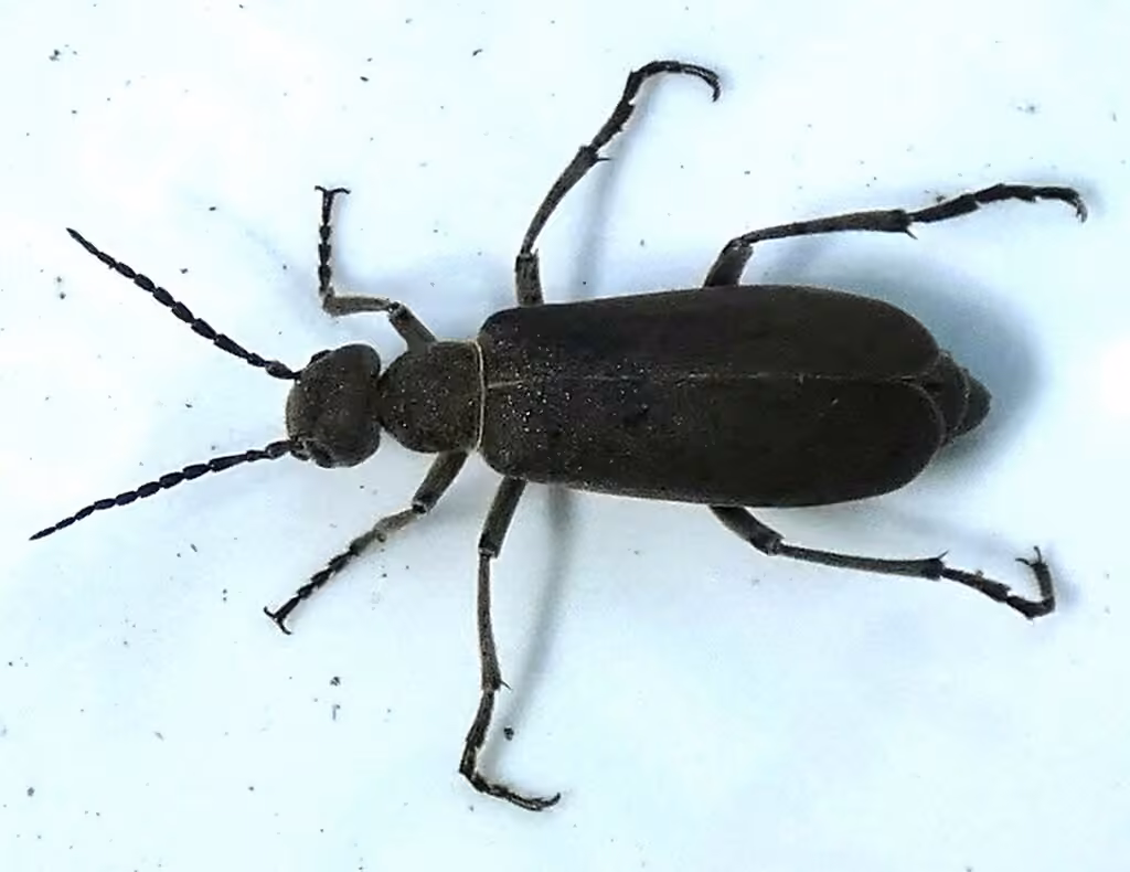 Méloé des clématites, photo 3 sur 5