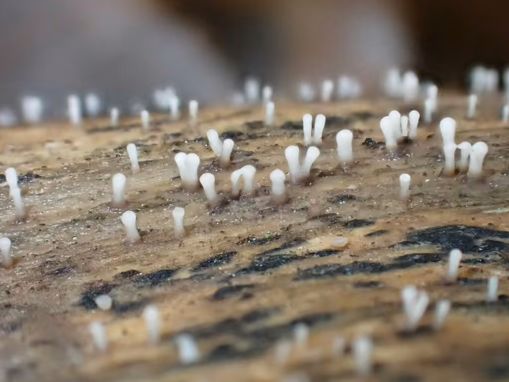 Cornucopiella fusispora, photo 2 sur 5