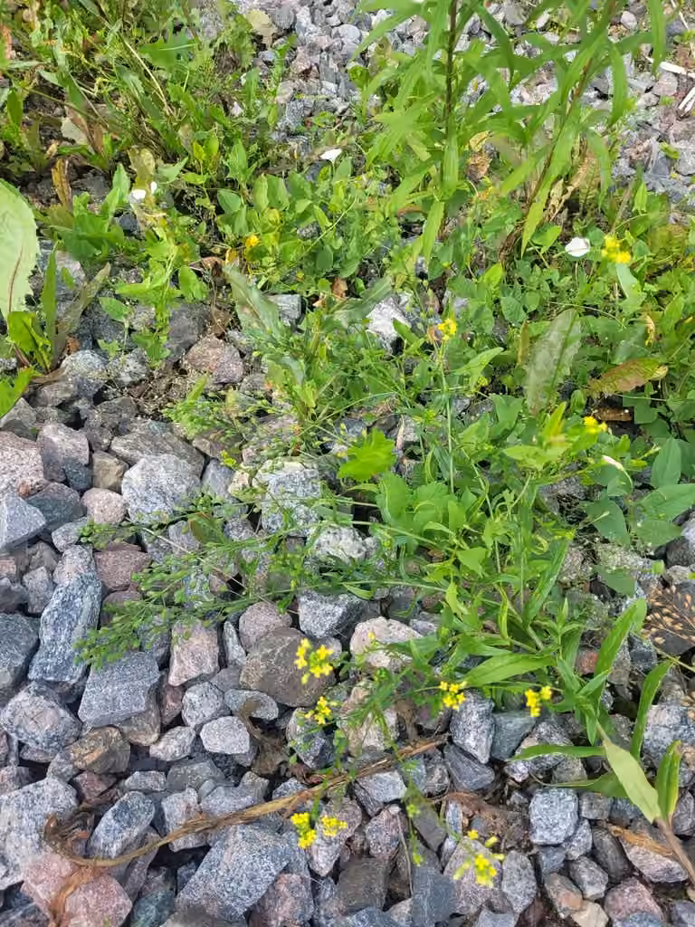 Caméline cultivée, En boutons
