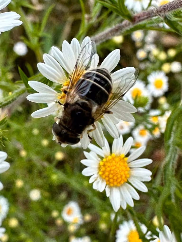 Eurasian Drone Fly, Female