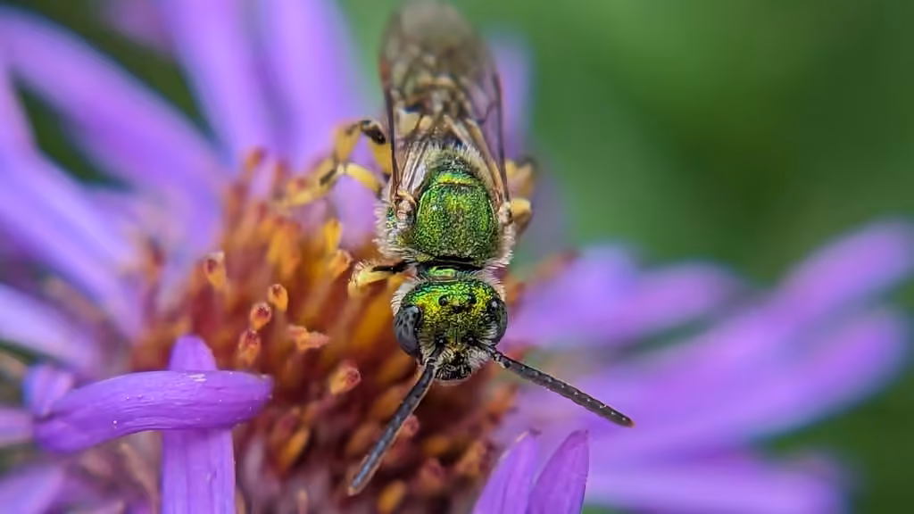 Halicte bicolore, Mâle