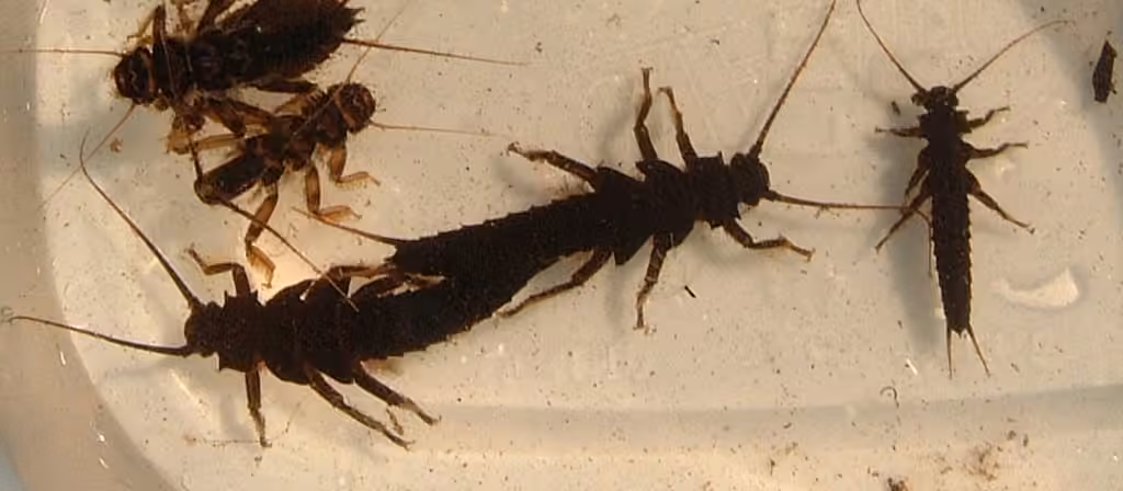 American Salmonfly, Nymph