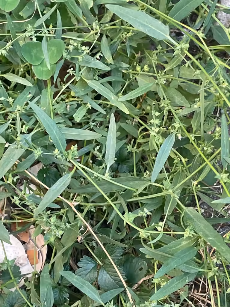 Spear saltbush, photo 3 of 5