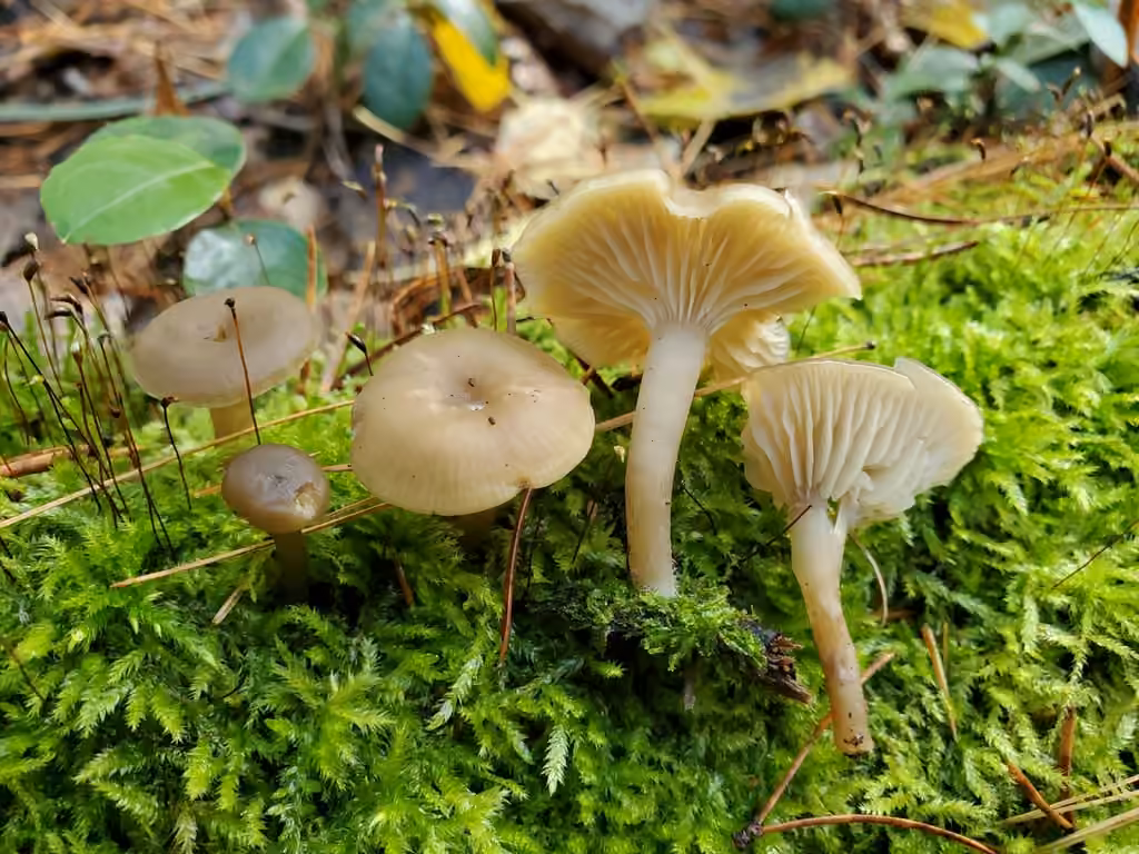 Clitocybe subditopoda, photo 2 of 5